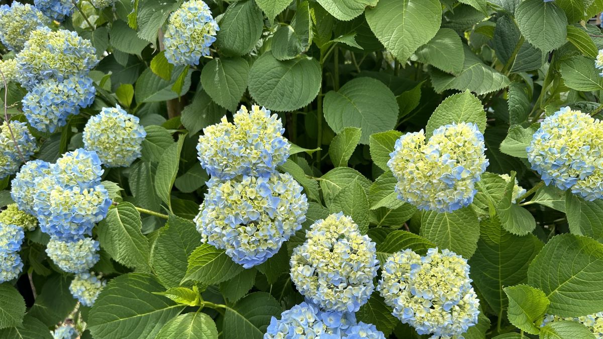 交わした夢の続き